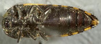 Media type: image;   Entomology 33807 Aspect: habitus ventral view
